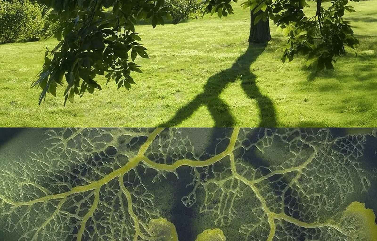 The Pulse of Our Planet